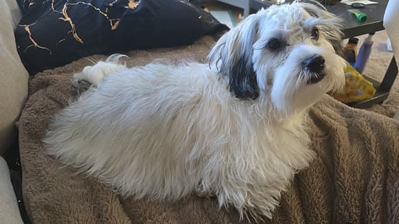 Havanese stud (for breeding)