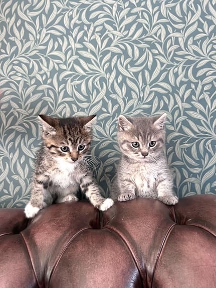3 kattungar leveransklara