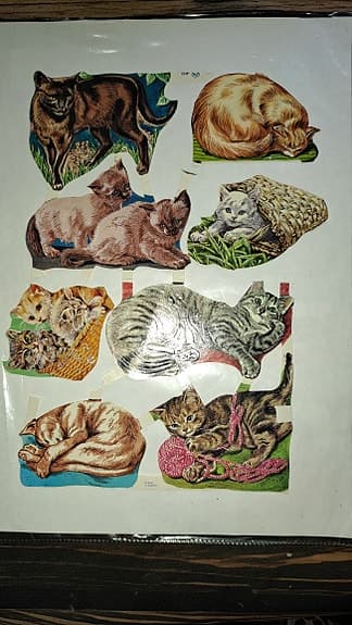Kissa kiiltokuvat (8 kpl)