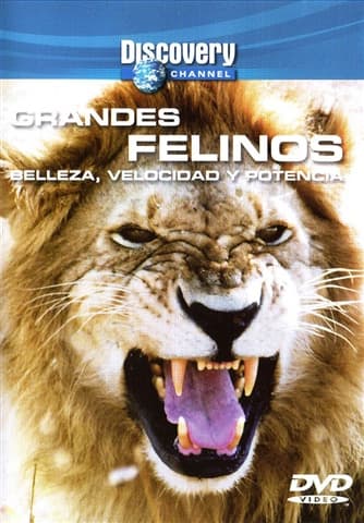 Discosvery Channel Grandes Felinos
